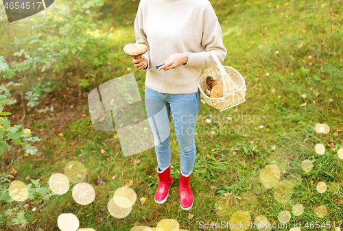 Image of woman with basket picking mushrooms in forest