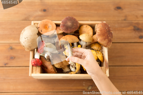 Image of hand holding boletus over box of edible mushrooms