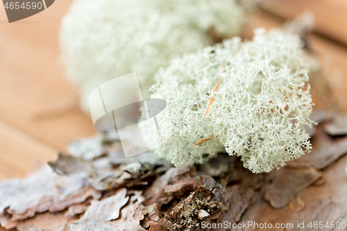 Image of close up of reindeer lichen moss on pine tree bark