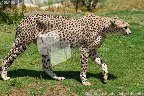 Image of Adult cheetah