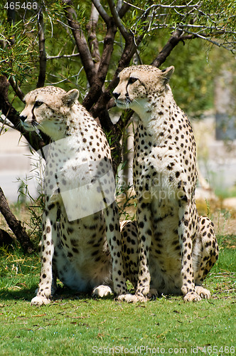 Image of Two cheetahs