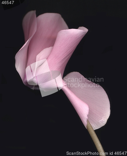 Image of Cyclamen