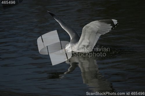 Image of Gull 