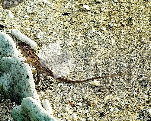 Image of Lizard Agama on Stone