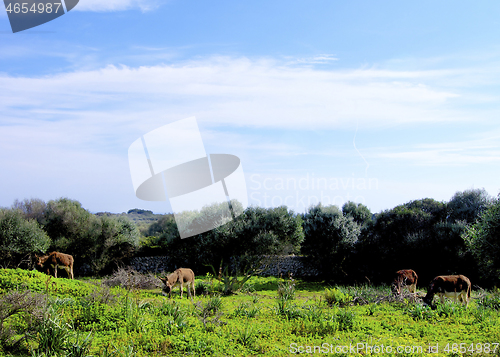 Image of Burros on Pasture