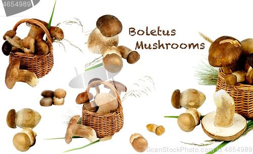 Image of Collection of Boletus Mushrooms