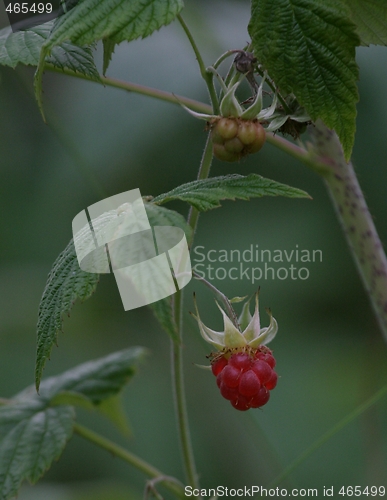 Image of Raspberry