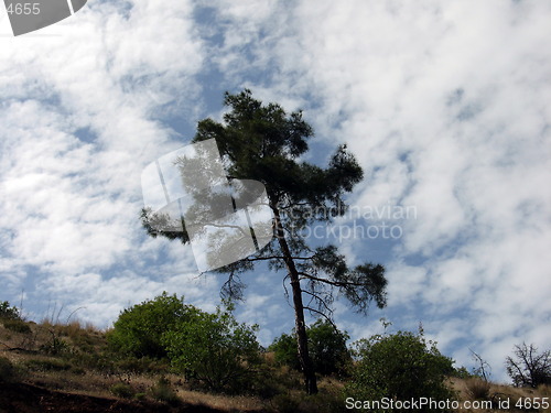 Image of Tree in the clouds. Cyprus