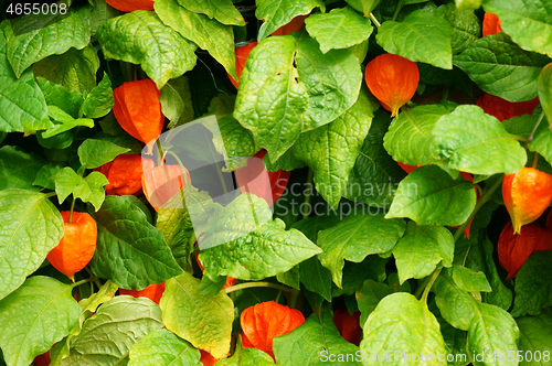 Image of physalis texture plant