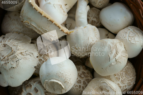 Image of fresh champignon mushrooms