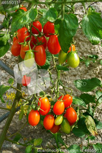 Image of tomatoes plant background