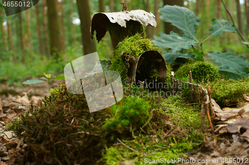 Image of small house in the moss