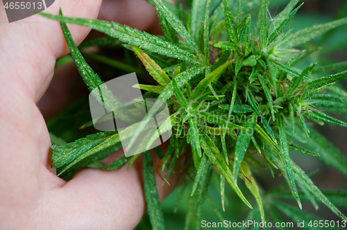 Image of marijuana plant in human hand