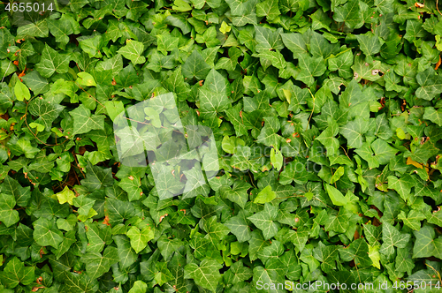 Image of ivy plant testure