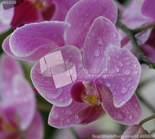 Image of Orchid