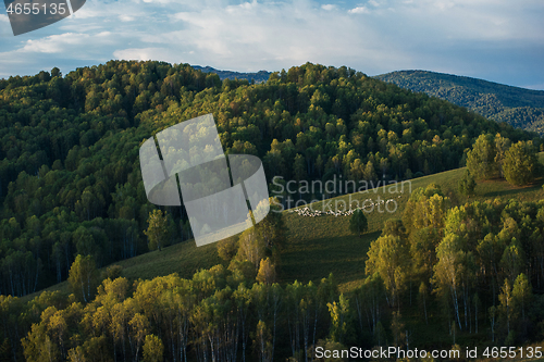 Image of Herd of sheep in the forest and mountains