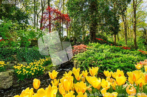 Image of Tulip fields in Netherlands