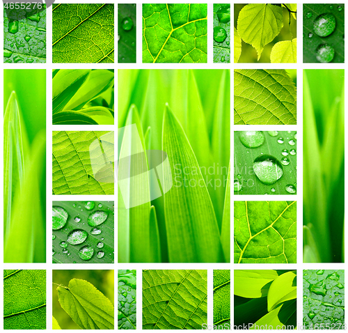 Image of Abstract green collage with fresh green plants and leaves