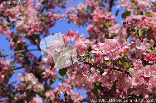 Image of Branches of spring apple tree with beautiful pink flowers