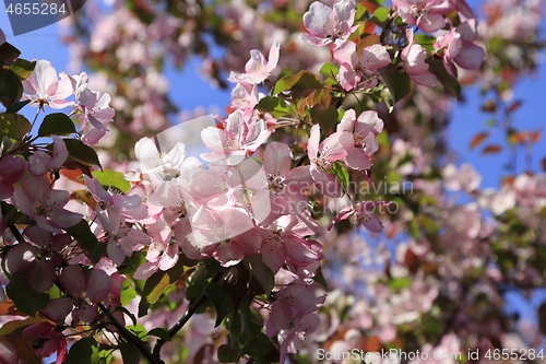 Image of Branches of apple tree with beautiful pink flowers