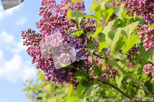 Image of Beautiful flowering spring lilac branches