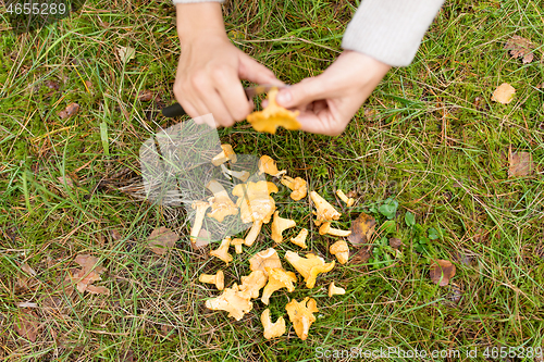 Image of hands cleaning mushrooms by knife in forest