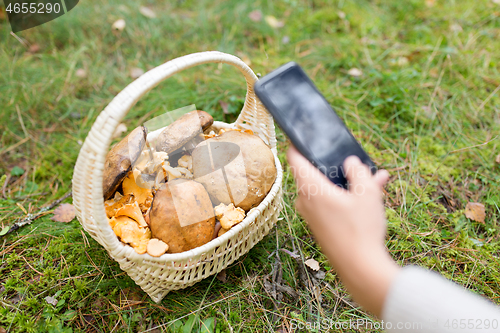 Image of woman photographing mushrooms by smartphone