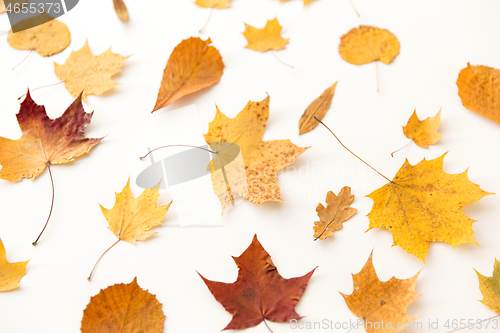 Image of dry fallen autumn leaves on white background