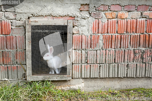 Image of Rabbit in captivity