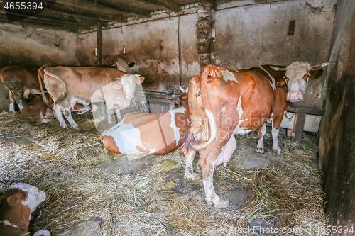 Image of Cows in barn