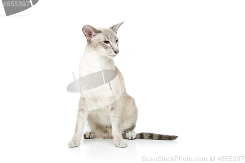 Image of Beautiful oriental siam cat