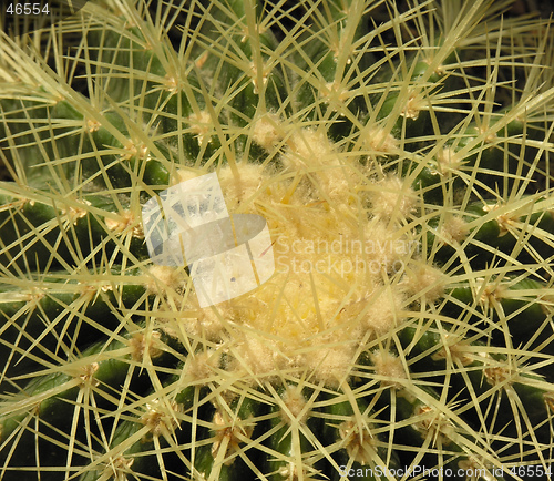 Image of Cactus macro