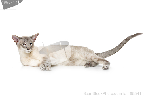 Image of Beautiful oriental siam cat