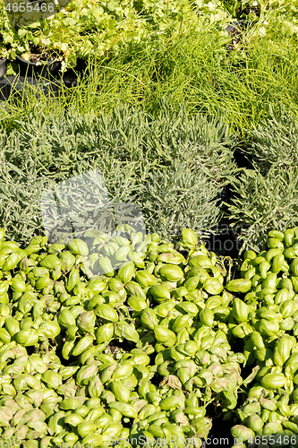 Image of aromatic plant market rosemary sage mint parsley thyme basil sav