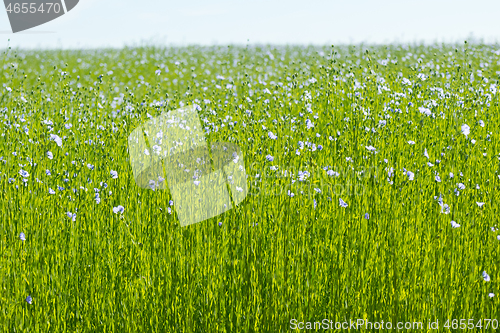Image of Large field of flax in bloom in spring