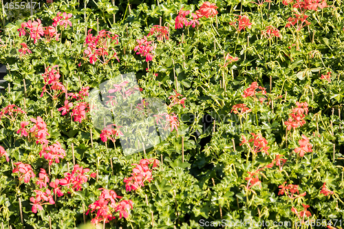 Image of flowering geraniums in a spring flower market