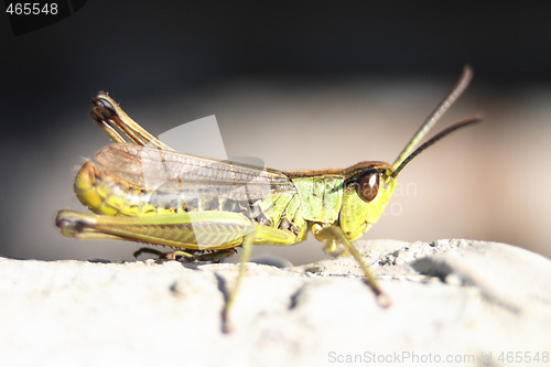 Image of grasshopper