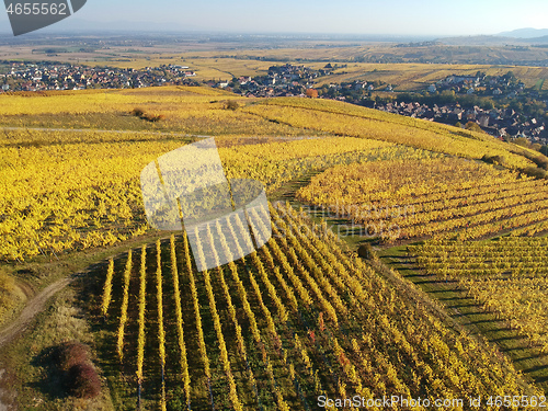 Image of a view over a vineyard at Alsace France in autumn light