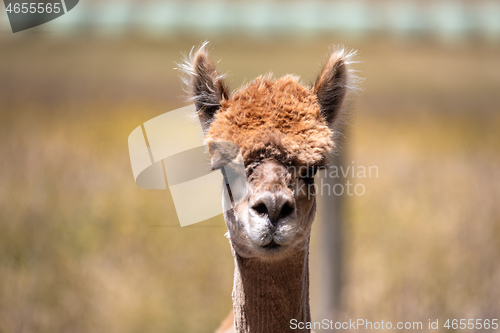 Image of Alpaca animal in New Zealand