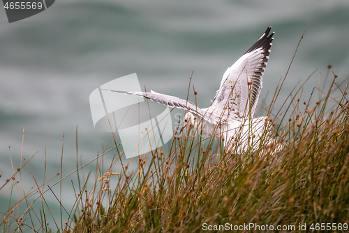 Image of seagull bird starting to fly