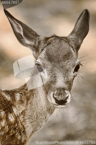 Image of Portrait of a Fawn