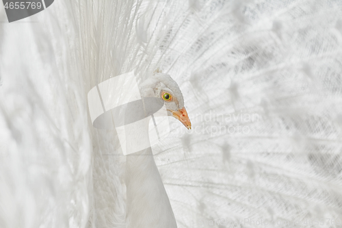 Image of Portrait of White Peacock