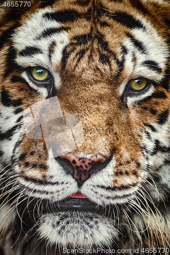 Image of Portrait of Tiger