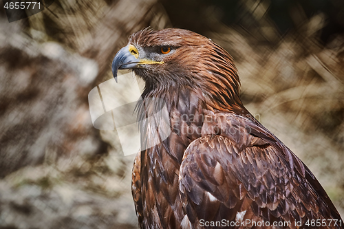 Image of Portrait of Eagle