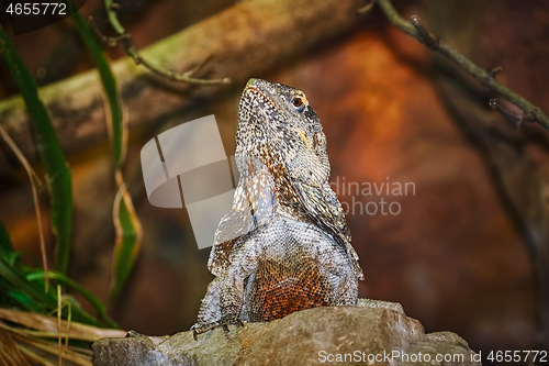 Image of Guatemalan Spiny-tailed Iguana