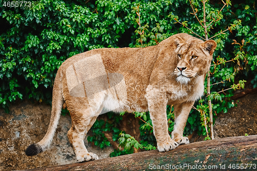 Image of Lioness on the Log