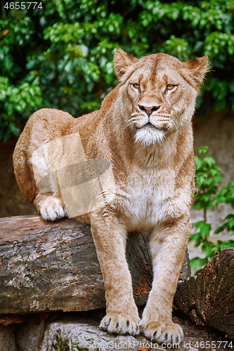 Image of Lioness on the Log