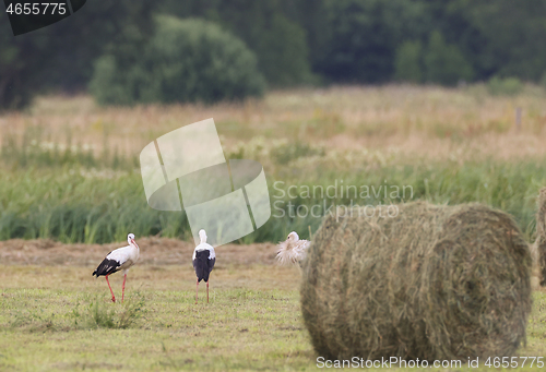 Image of White Stork among hay bale