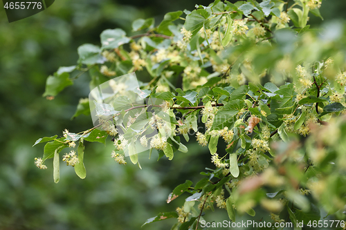 Image of Linden tree branch flowering