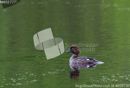 Image of Common Goldeneye(Bucephala clangula) female in water